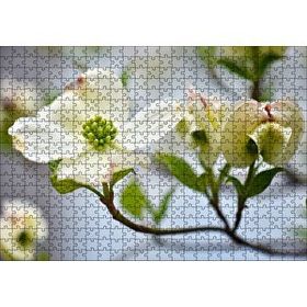 Cakapuzzle Dallar Beyaz Çiçekler Yeşil Tohumlar Yakın Çekim 500 Parça Puzzle