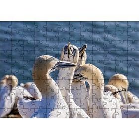 Cakapuzzle Deniz ve Sümsük Kuşları Mdf 120 Parça Puzzle