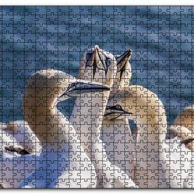 Cakapuzzle Deniz ve Sümsük Kuşları Mdf 255 Parça Puzzle