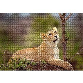 Cakapuzzle Dişi Genç Aslan 1000 Parça Puzzle