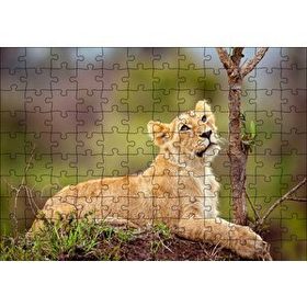 Cakapuzzle Dişi Genç Aslan 120 Parça Ahşap Puzzle