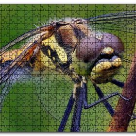 Cakapuzzle Dişi Yusufçuk Makro Çekim Mdf 255 Parça Puzzle