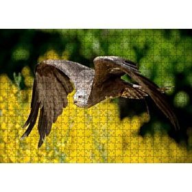 Cakapuzzle Doğada Alçakta Uçan Şahin Görseli Mdf 500 Parça Puzzle