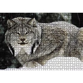 Cakapuzzle Doğada Kanada Vaşağı 120 Parça Ahşap Puzzle