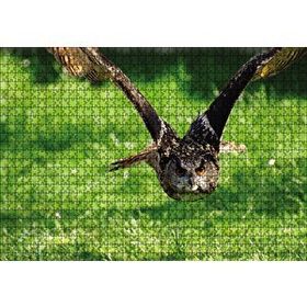 Cakapuzzle Doğada Üçan Baykuş 1000 Parça Puzzle