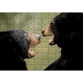 Cakapuzzle Dövüşen Kahverengi Ayılar Yakın Çekim Mdf 120 Parça Puzzle