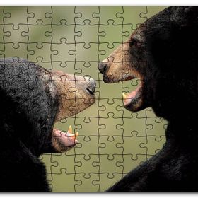 Cakapuzzle Dövüşen Kahverengi Ayılar Yakın Çekim Mdf 255 Parça Puzzle