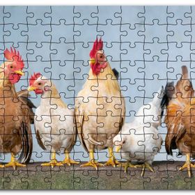 Cakapuzzle Duvarın Üstünde Kahverengi Beyaz Tavuklar Mdf 1000 Parça Puzzle
