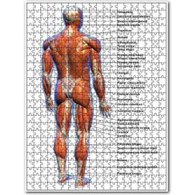 Cakapuzzle Erkek Kaslar Etiketli Anatomi Şeması 500 Parça Puzzle