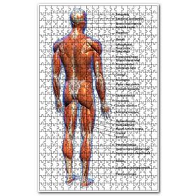 Cakapuzzle Erkek Kaslar Etiketli Anatomi Şeması Ahşap 1000 Parça Puzzle