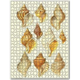 Cakapuzzle Eski Deniz Kabukları Çeşitleri Görseli Ahşap 255 Parça Puzzle
