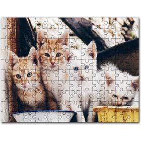 Cakapuzzle Eski Pencerede Sarı ve Beyaz Yavru Kediler Mdf 255 Parça Puzzle
