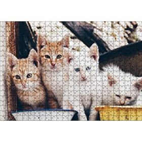 Cakapuzzle Eski Pencerede Sarı ve Beyaz Yavru Kediler Mdf 500 Parça Puzzle