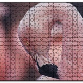 Cakapuzzle Flamingonun Zarafeti Mdf 500 Parça Puzzle
