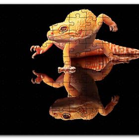 Cakapuzzle Geko Kertenkelesi Cam Zeminde Karanlık Arkaplan Mdf 255 Parça Puzzle