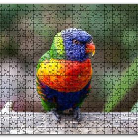 Cakapuzzle Gökkuşağı Lorikeet Papağanı Mdf 1000 Parça Puzzle
