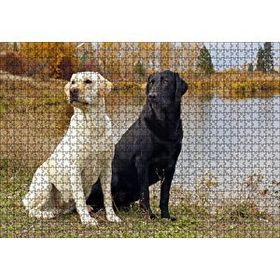 Cakapuzzle Göl Kenarındaki Beyaz ve Siyah Labradorlar 120 Parça Ahşap Puzzle