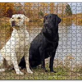 Cakapuzzle Göl Kenarındaki Beyaz ve Siyah Labradorlar Mdf 120 Parça Puzzle