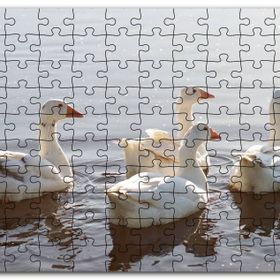 Cakapuzzle Gölde Süzülen Kazlar ve Güneş Işıkları Mdf 255 Parça Puzzle