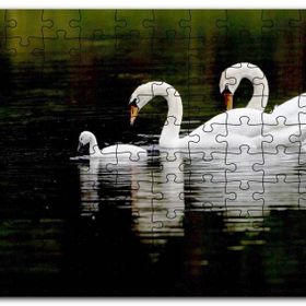 Cakapuzzle Gölde Yüzen Bir Çift Kuğu ve Yavruları Mdf 500 Parça Puzzle