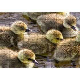 Cakapuzzle Gölde Yüzen Sarı Ördek Yavruları 120 Parça Ahşap Puzzle