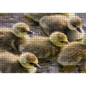 Cakapuzzle Gölde Yüzen Sarı Ördek Yavruları 120 Parça Ahşap Puzzle
