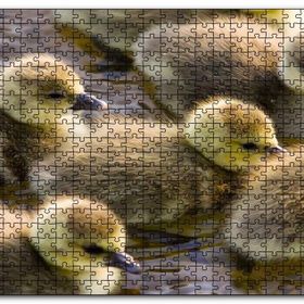 Cakapuzzle Gölde Yüzen Sarı Ördek Yavruları Mdf 255 Parça Puzzle