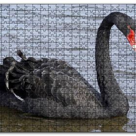 Cakapuzzle Göldeki İhtişamlı Siyah Kuğu Mdf 500 Parça Puzzle