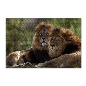 Cakapuzzle Görkemli Erkek Aslanlar 120 Parça Ahşap Puzzle