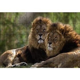 Cakapuzzle Görkemli Erkek Aslanlar 120 Parça Ahşap Puzzle