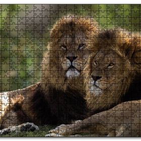 Cakapuzzle Görkemli Erkek Aslanlar Mdf 1000 Parça Puzzle