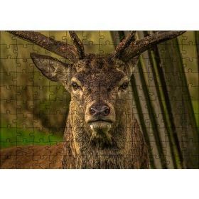 Cakapuzzle Görkemli Geyik Yakın Çekim 120 Parça Ahşap Puzzle