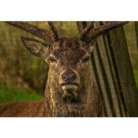 Cakapuzzle Görkemli Geyik Yakın Çekim 120 Parça Ahşap Puzzle