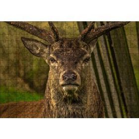 Cakapuzzle Görkemli Geyik Yakın Çekim Mdf 255 Parça Puzzle