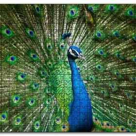 Cakapuzzle Görkemli Tavuskuşu Mdf 500 Parça Puzzle