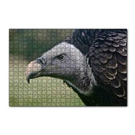 Cakapuzzle Gri Başlı Siyah Akbaba Yakın Çekim 120 Parça Ahşap Puzzle