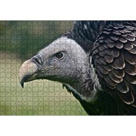 Cakapuzzle Gri Başlı Siyah Akbaba Yakın Çekim 120 Parça Ahşap Puzzle