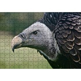 Cakapuzzle Gri Başlı Siyah Akbaba Yakın Çekim 120 Parça Ahşap Puzzle