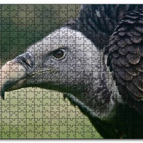 Cakapuzzle Gri Başlı Siyah Akbaba Yakın Çekim Mdf 1000 Parça Puzzle