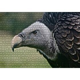 Cakapuzzle Gri Başlı Siyah Akbaba Yakın Çekim Mdf 1000 Parça Puzzle