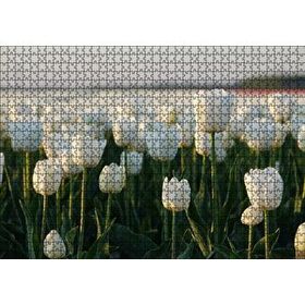 Cakapuzzle Gündoğumunda Beyaz Laleler 120 Parça Ahşap Puzzle