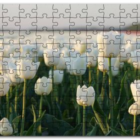 Cakapuzzle Gündoğumunda Beyaz Laleler Mdf 500 Parça Puzzle