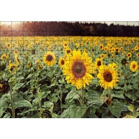 Cakapuzzle Günebakan Tarlası 120 Parça Ahşap Puzzle