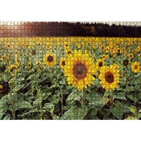 Cakapuzzle Günebakan Tarlası Mdf 1000 Parça Puzzle