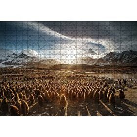 Cakapuzzle Güney Georgiada Kral Pengueni Yavruları 120 Parça Ahşap Puzzle