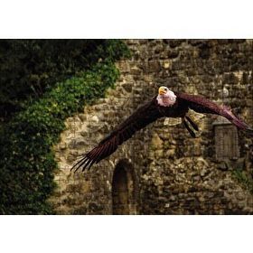 Cakapuzzle Havada Süzülen Kartal 120 Parça Ahşap Puzzle