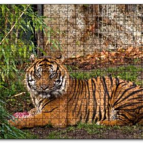 Cakapuzzle Hayvanat Bahçesinde Kaplan Mdf 120 Parça Puzzle