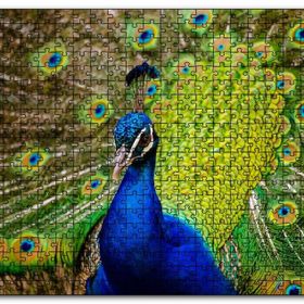 Cakapuzzle Hint Tavuskuşu Mdf 500 Parça Puzzle