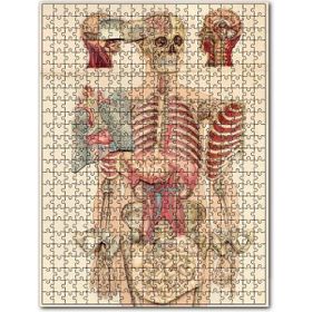 Cakapuzzle İç Organlar İnsan Anatomisi Görseli Ahşap 500 Parça Puzzle