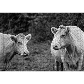 Cakapuzzle İki Beyaz İnek Görseli 120 Parça Ahşap Puzzle